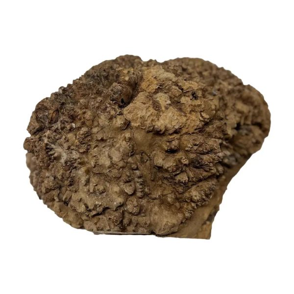Chechen Burl Cap 14 x10 x5 	11 lbs |  #560 Sale